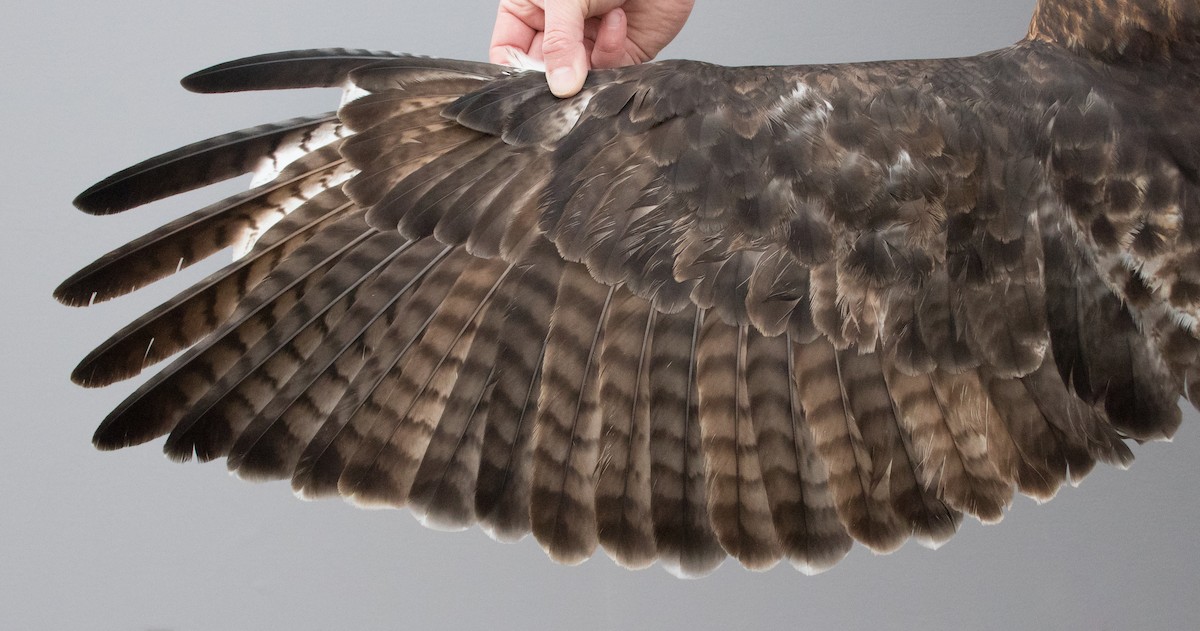 VIDEO Adventures in bird molt with Peter Pyle (Link) Birds of the World