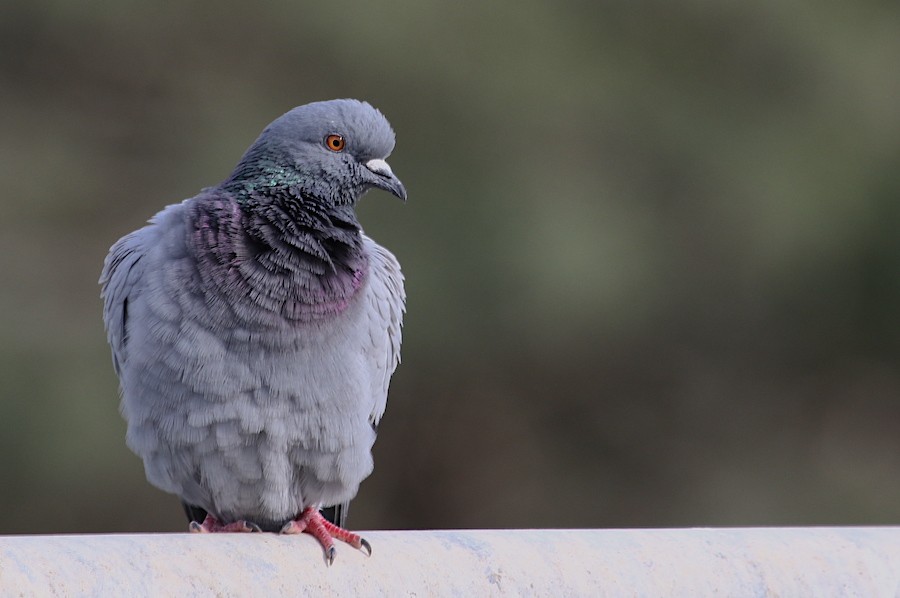 Rock Pigeon (Feral Pigeon) - Eyal Shochat
