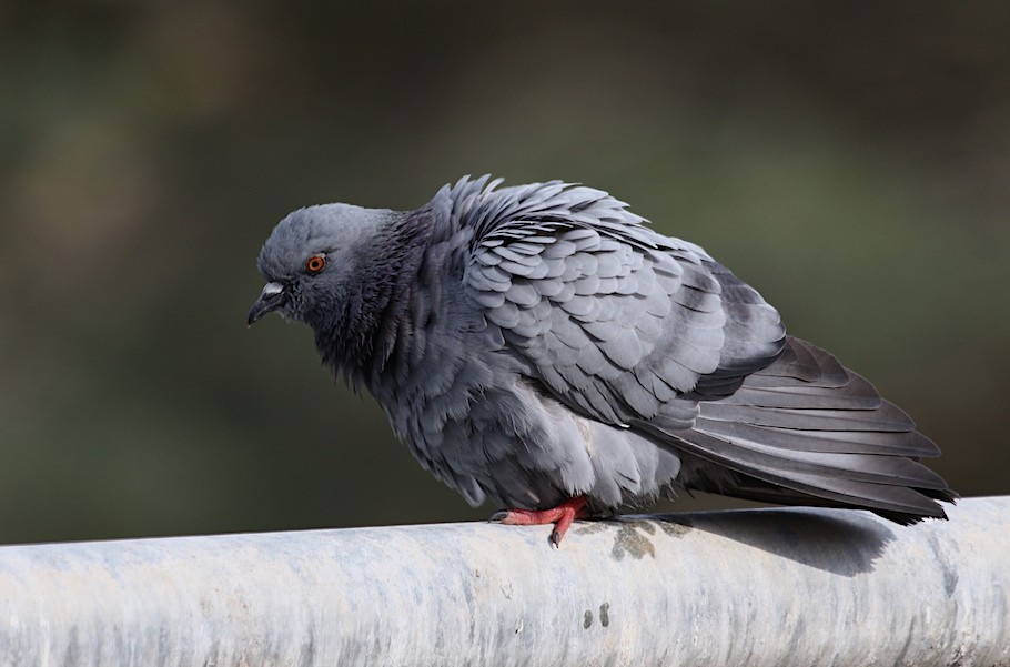 Pigeon biset (forme domestique) - ML511289821