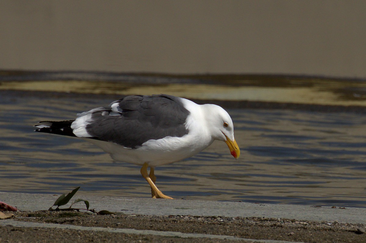Yellow-footed Gull - ML51129091