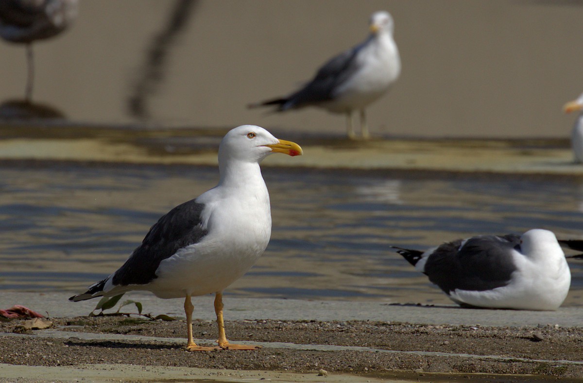 Yellow-footed Gull - ML51129111