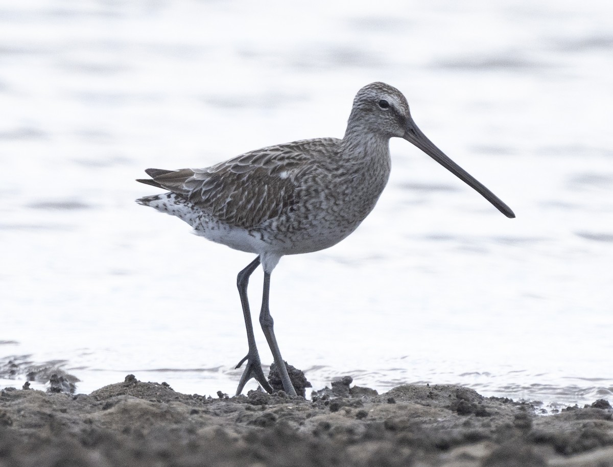 Asian Dowitcher - ML511291951