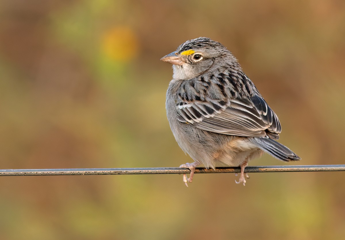 Grassland Sparrow - ML511292841