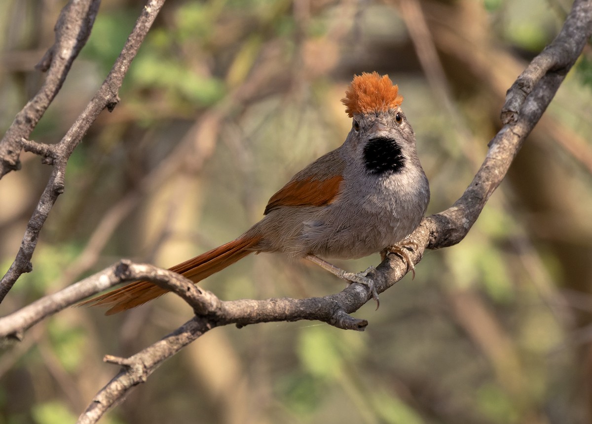 Sooty-fronted Spinetail - ML511293201