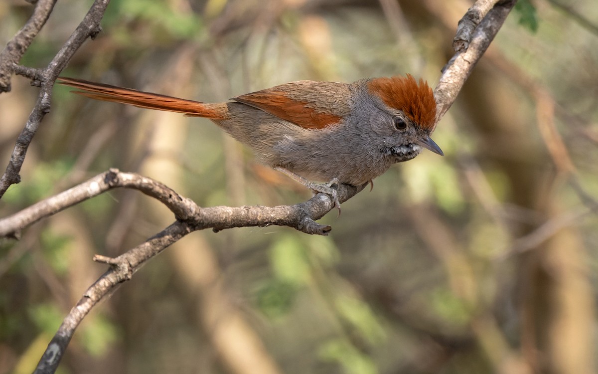 Sooty-fronted Spinetail - ML511293211