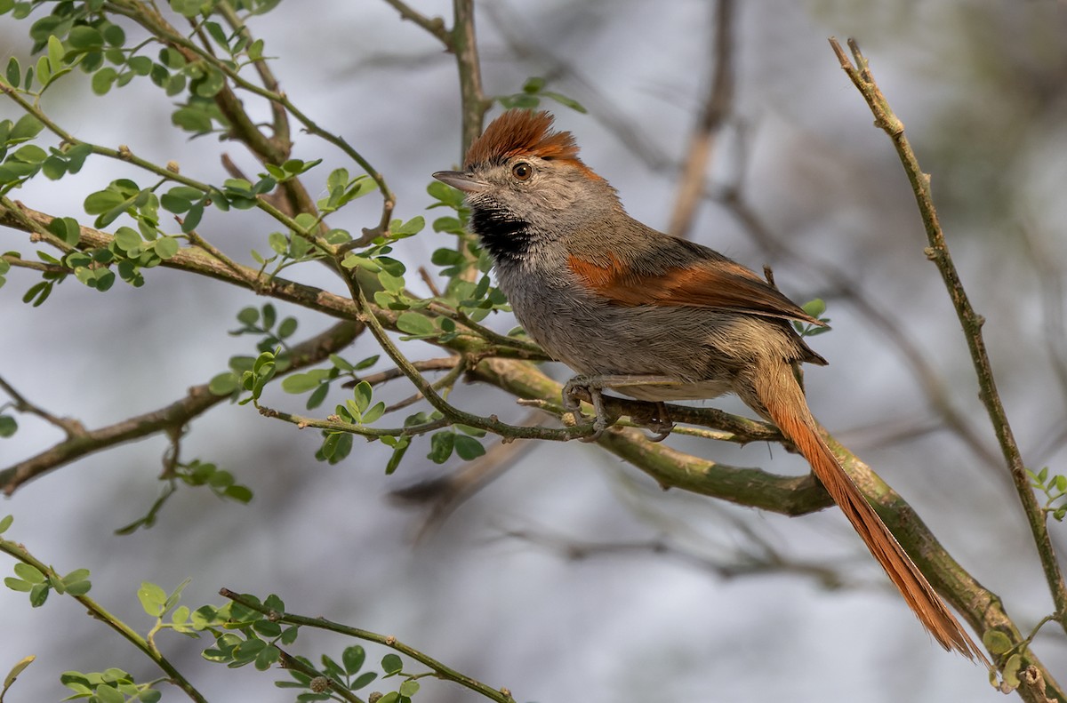 Sooty-fronted Spinetail - Lars Petersson | My World of Bird Photography