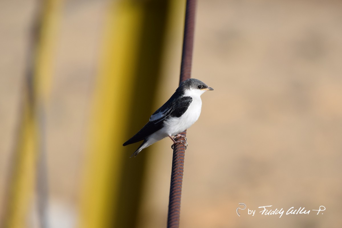 White-winged Swallow - ML511297351