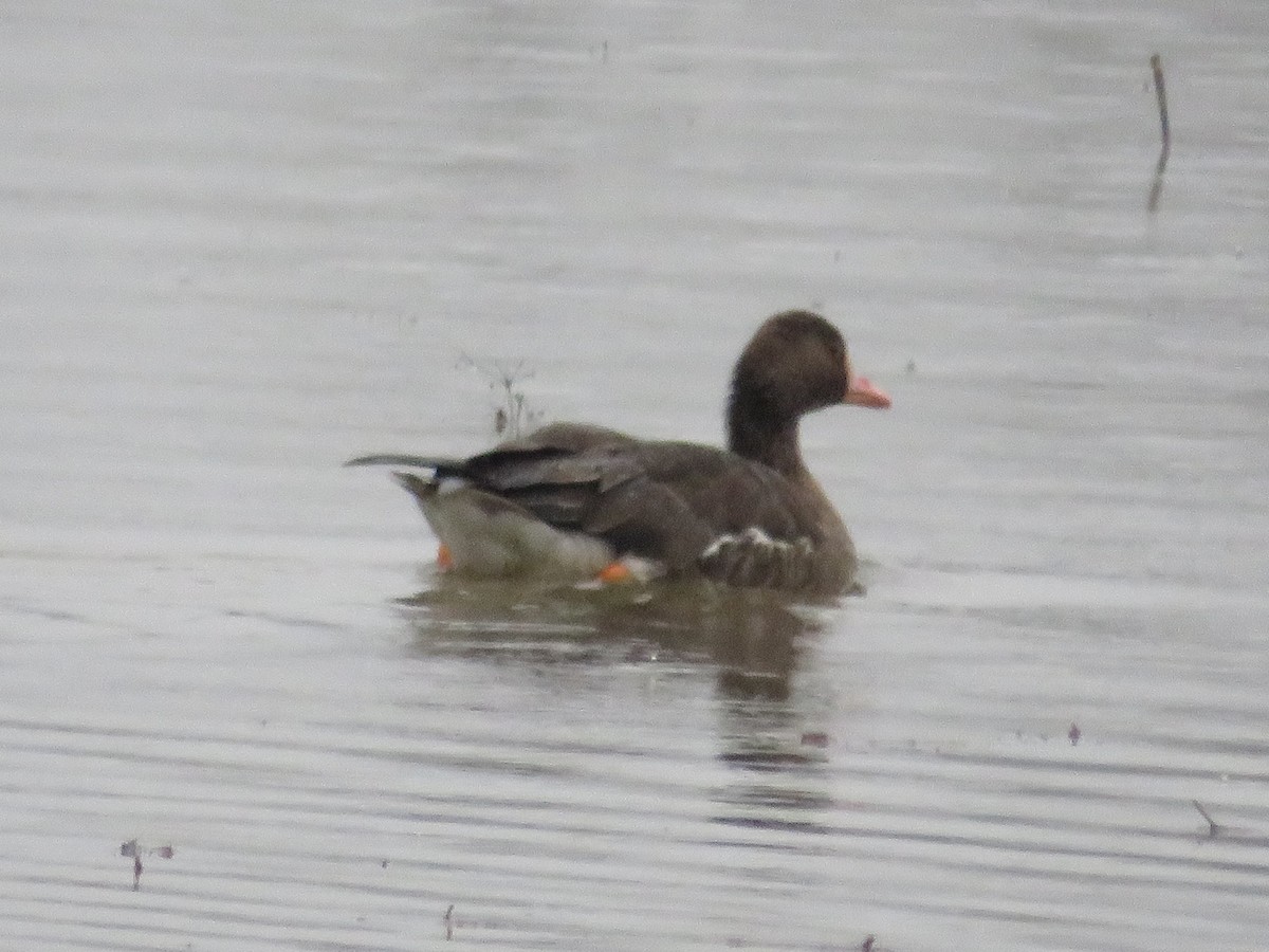 Greater White-fronted Goose - Jason Crotty