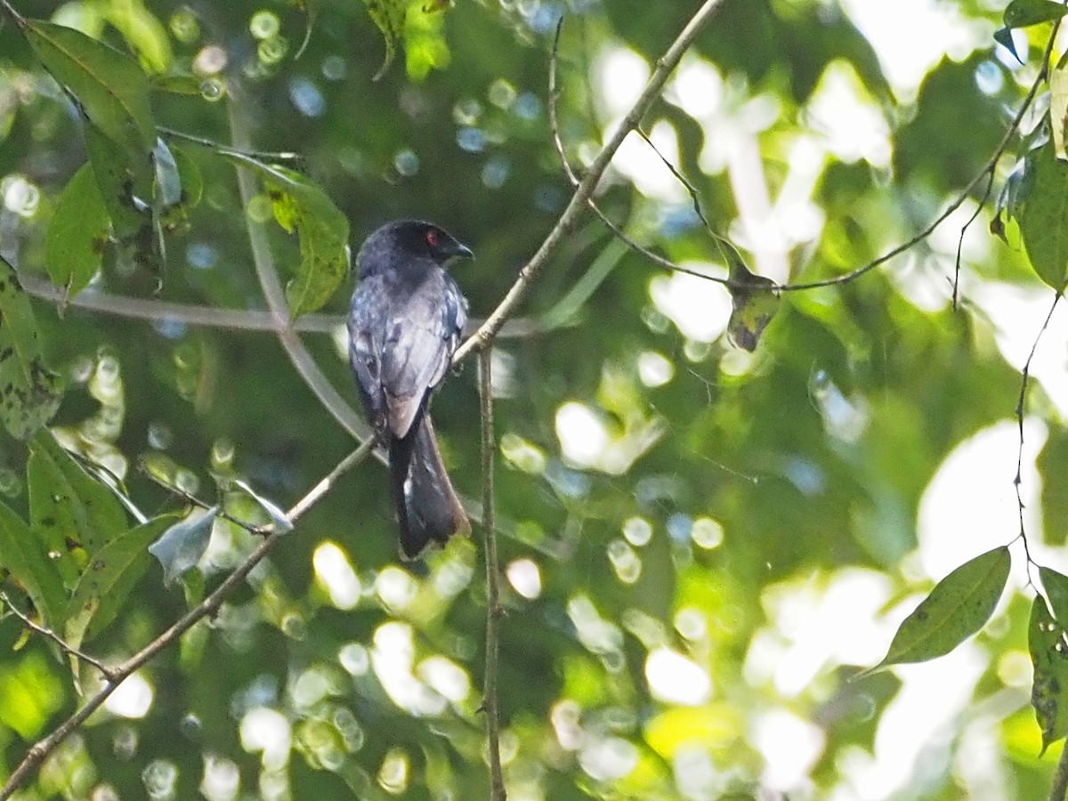 Sharpe's Drongo (Eastern) - Luc and Therese Jacobs