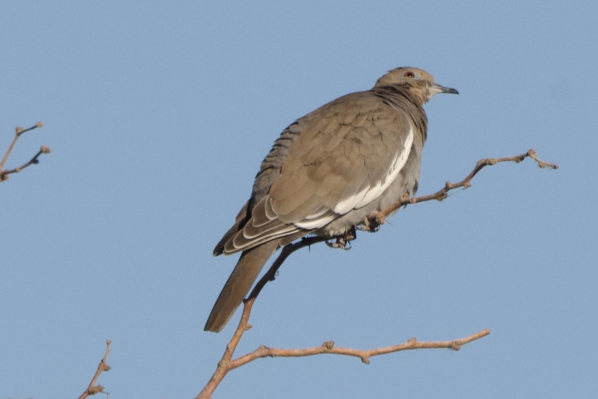 White-winged Dove - ML511311921