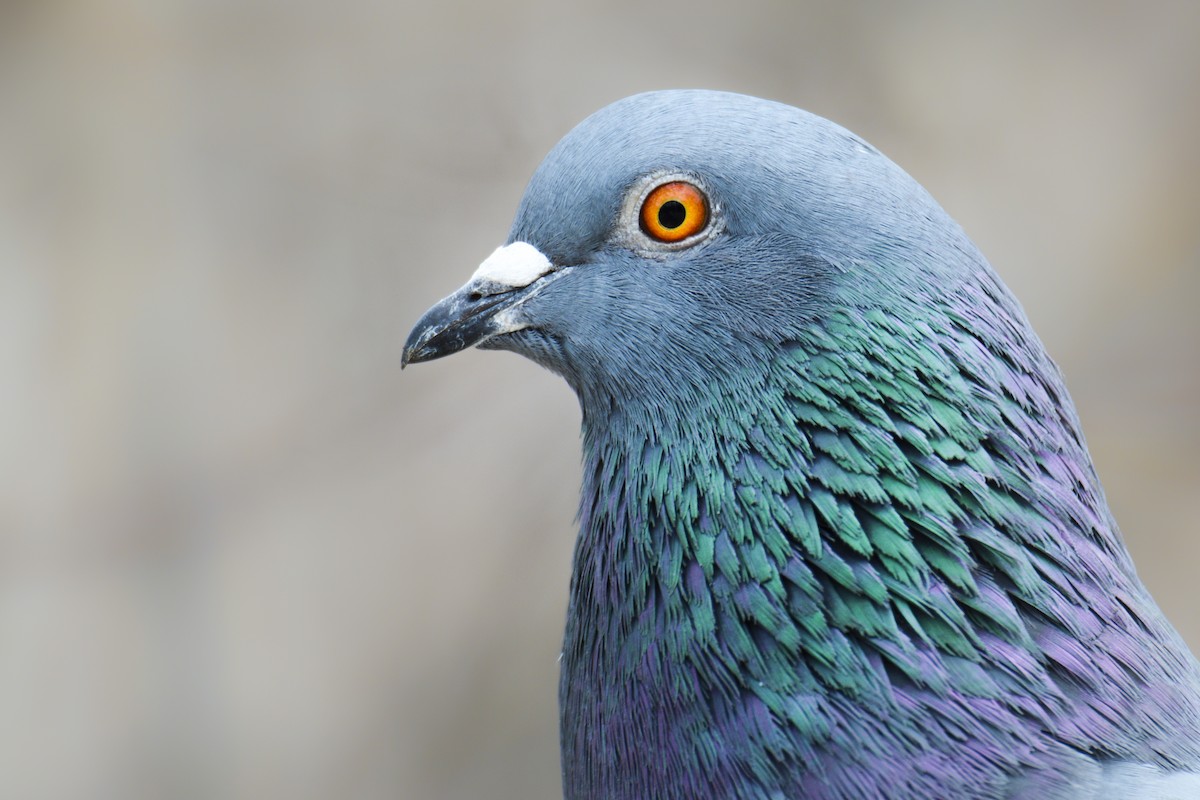 Rock Pigeon (Feral Pigeon) - ML511314181