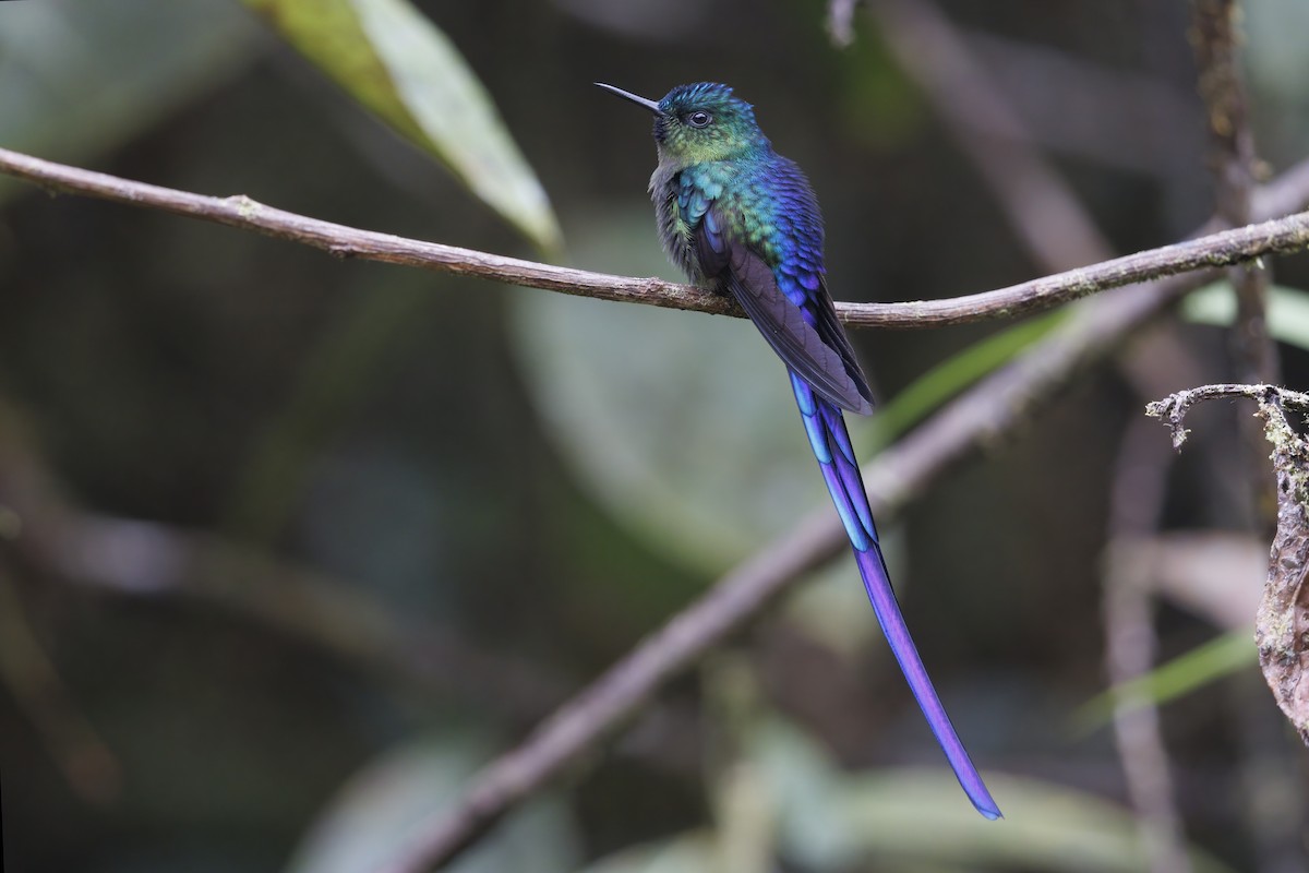 Violet-tailed Sylph - ML511318641
