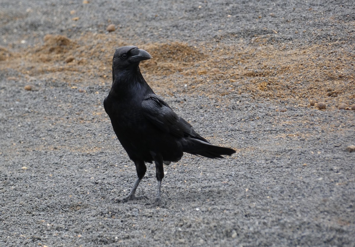 Common Raven - ML511320831