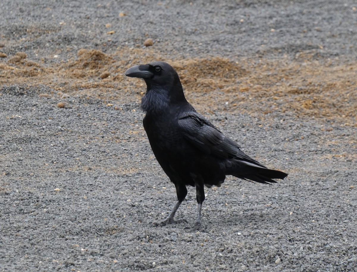 Common Raven - ML511320841