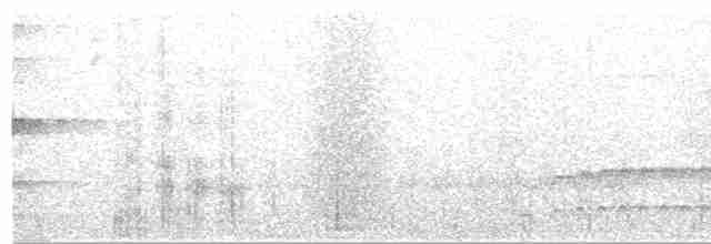 Grallaire ceinturée - ML511325731