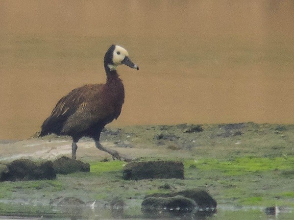White-faced Whistling-Duck - Guido Bennen