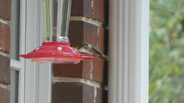 Rufous Hummingbird - ML511330041