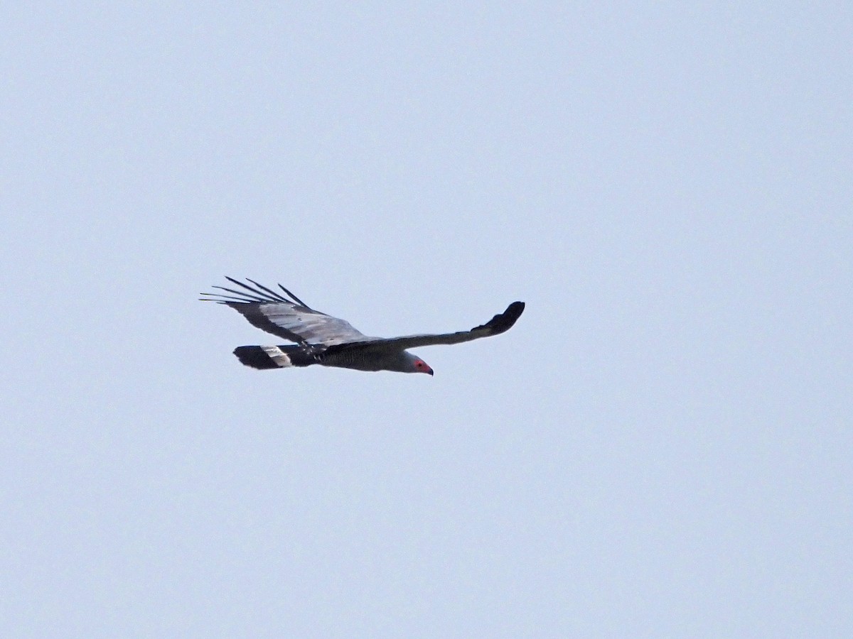 African Harrier-Hawk - Luc and Therese Jacobs