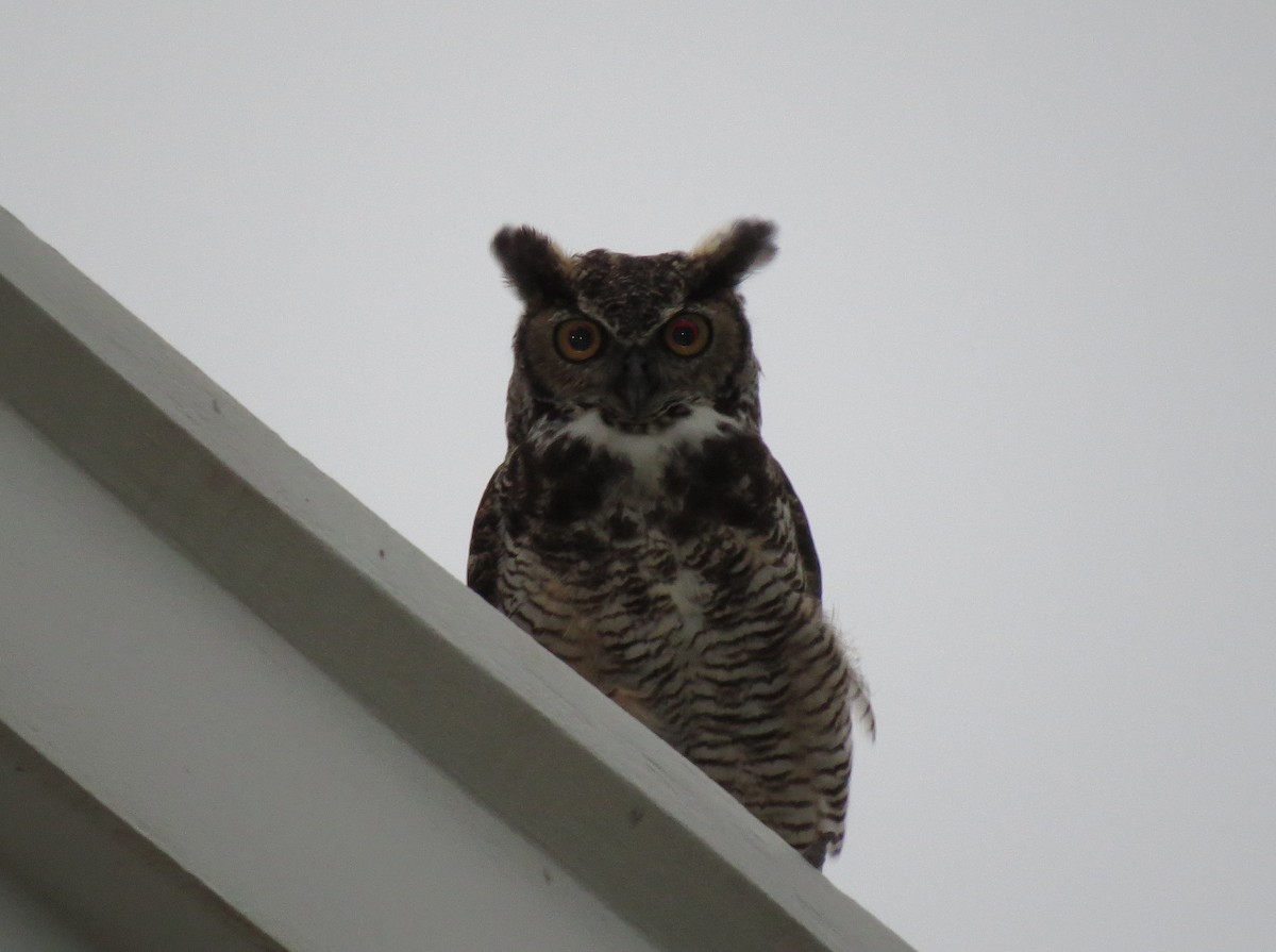 Great Horned Owl - ML511336261