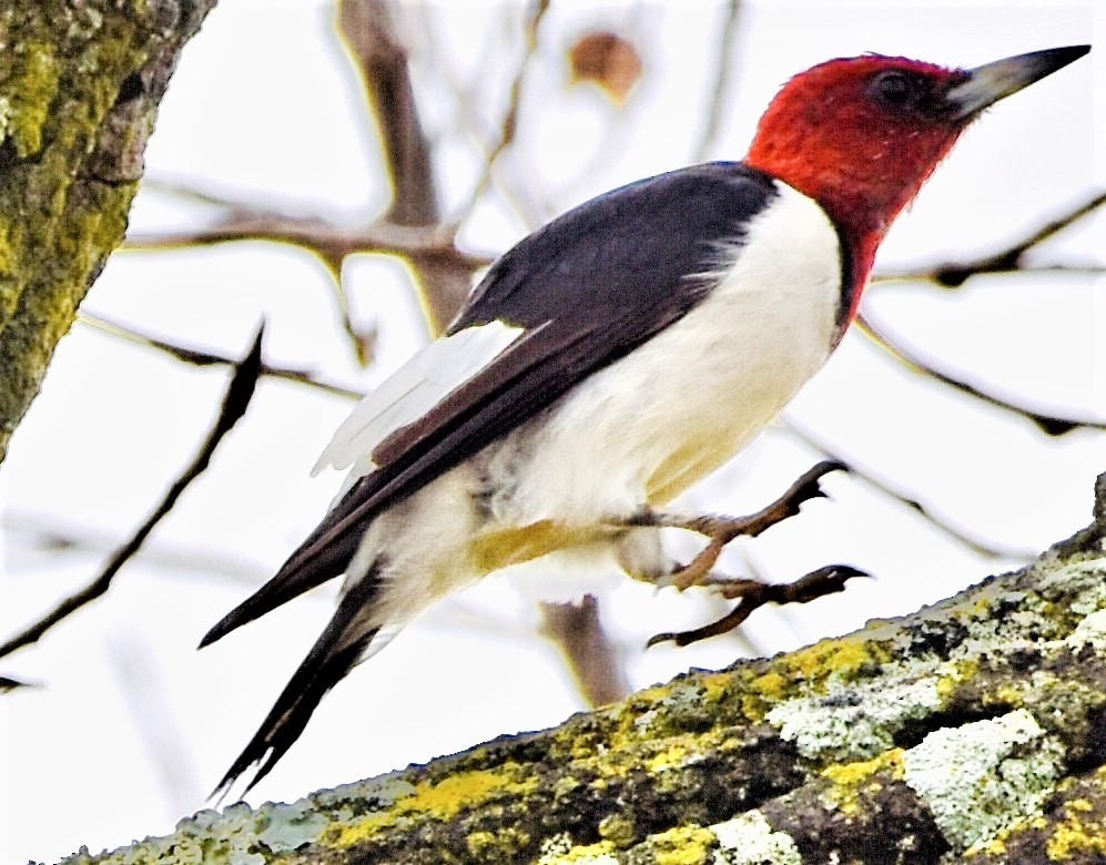 Red-headed Woodpecker - ML511339061