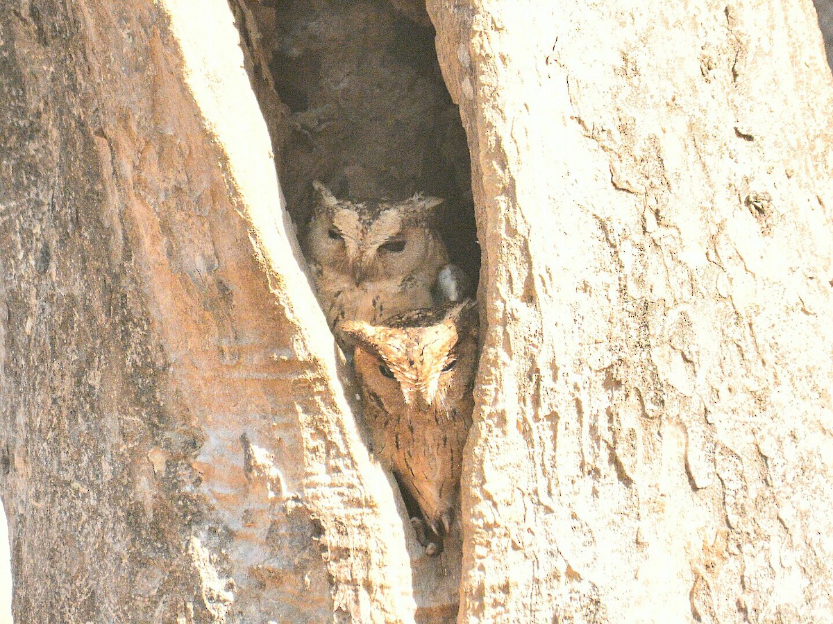 Indian Scops-Owl - Renuka Vijayaraghavan
