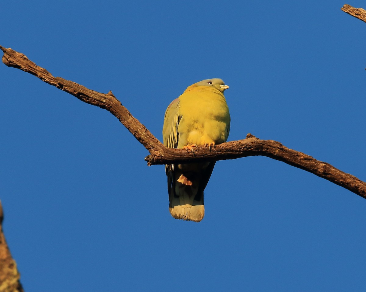 Yellow-footed Green-Pigeon - ML51133981