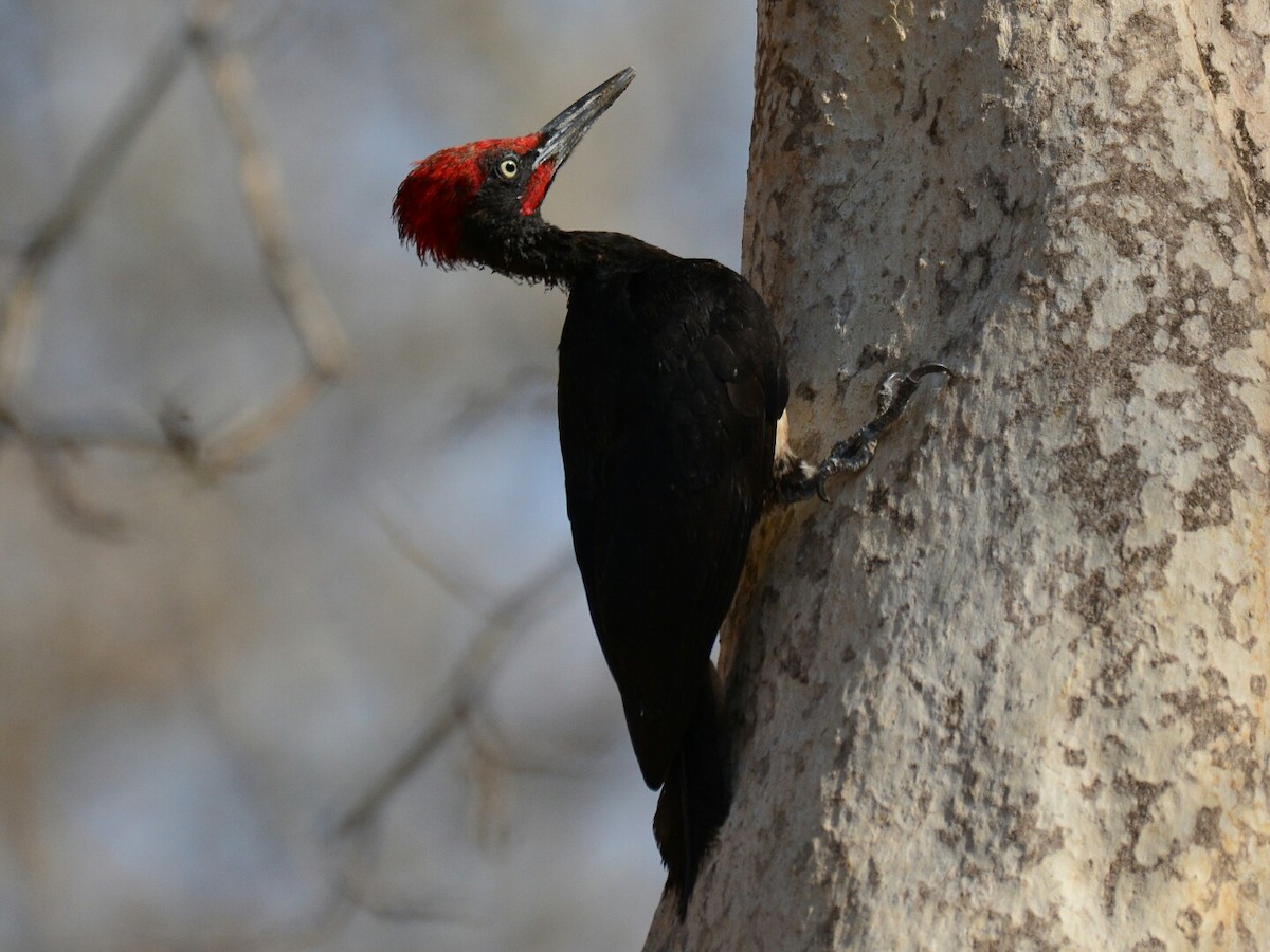 White-bellied Woodpecker - Renuka Vijayaraghavan
