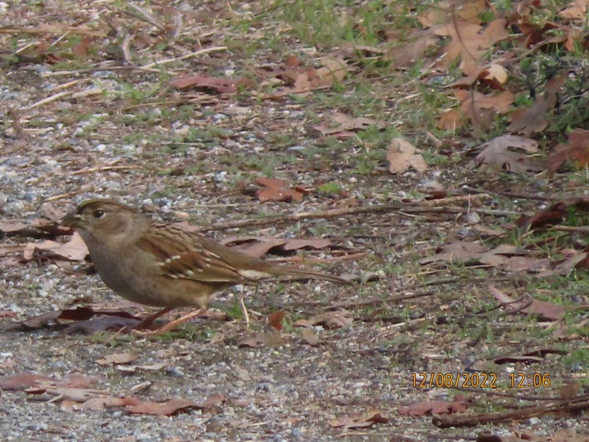 Golden-crowned Sparrow - ML511340581