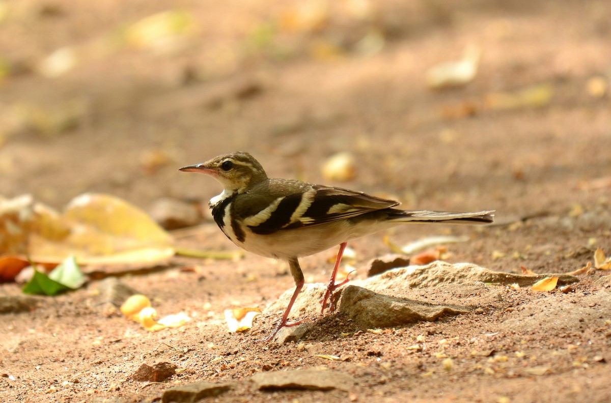 Forest Wagtail - ML51134091