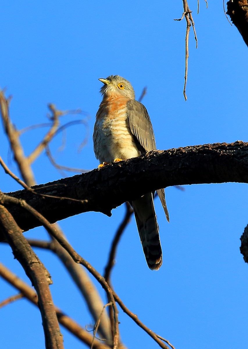 Common Hawk-Cuckoo - David Barton