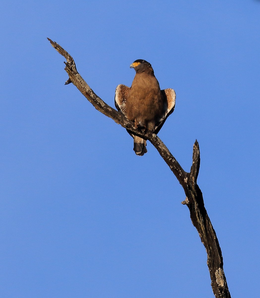 Crested Serpent-Eagle - ML51134491