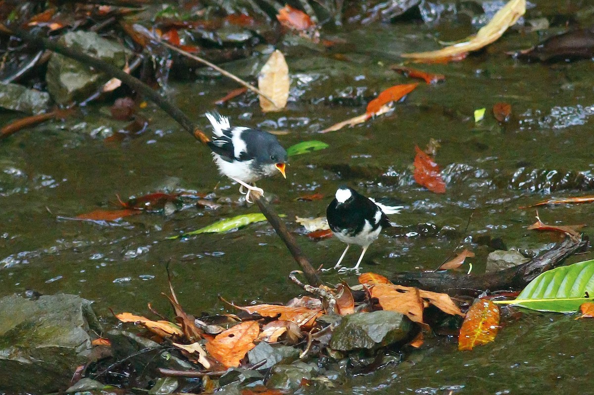 ebird-checklist-28-jun-2022-nantou-sun-link-sea
