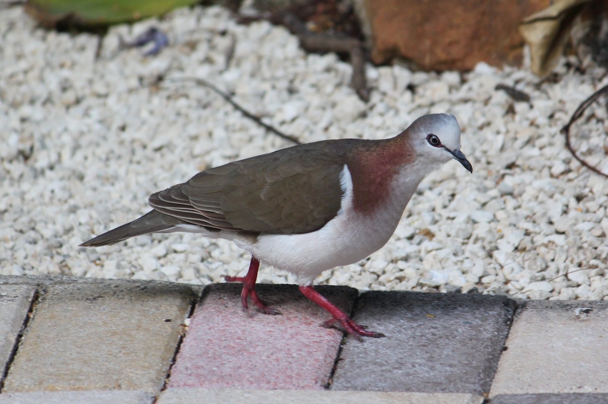 Ямайская голубка - ML511352151
