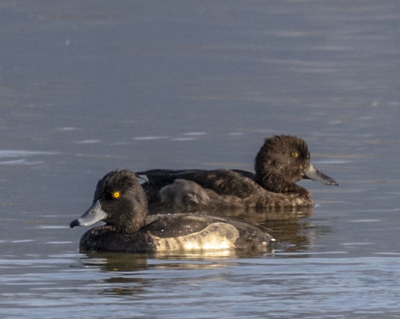 Tufted Duck - ML511355041