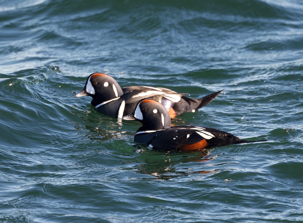 eBird Checklist - 8 Dec 2022 - Cape Neddick Light - 10 species