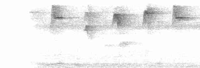 Пестрогорлый колибри-отшельник - ML511358561