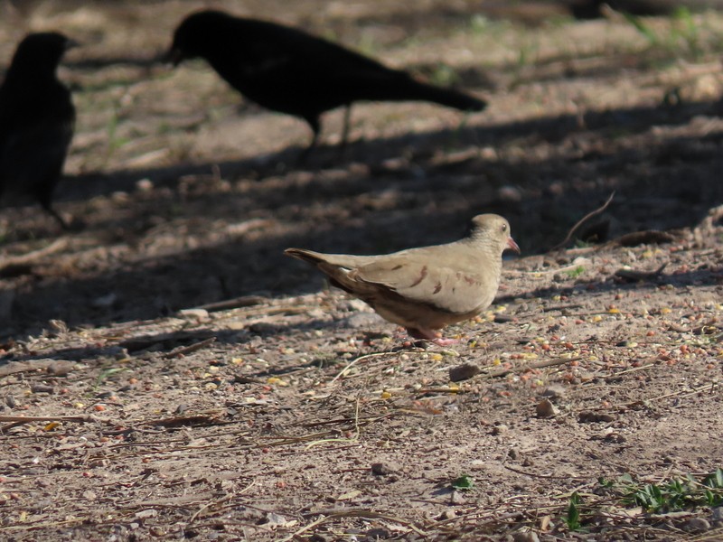 Common Ground Dove - ML511359101