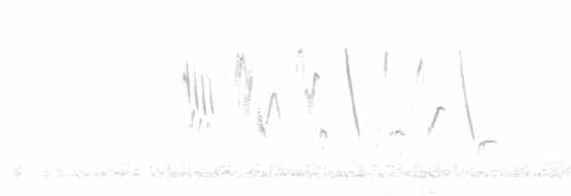 correnderapiplerke (correndera gr.) - ML511359951