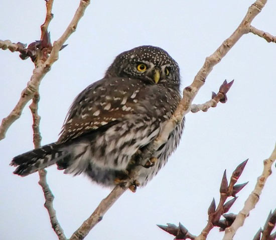 Northern Pygmy-Owl - ML511361081