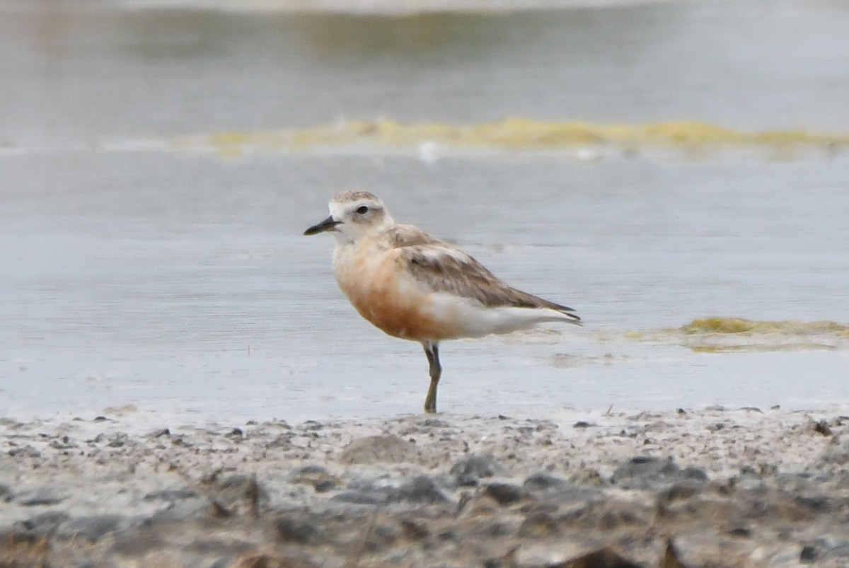Red-breasted Dotterel - ML511361121