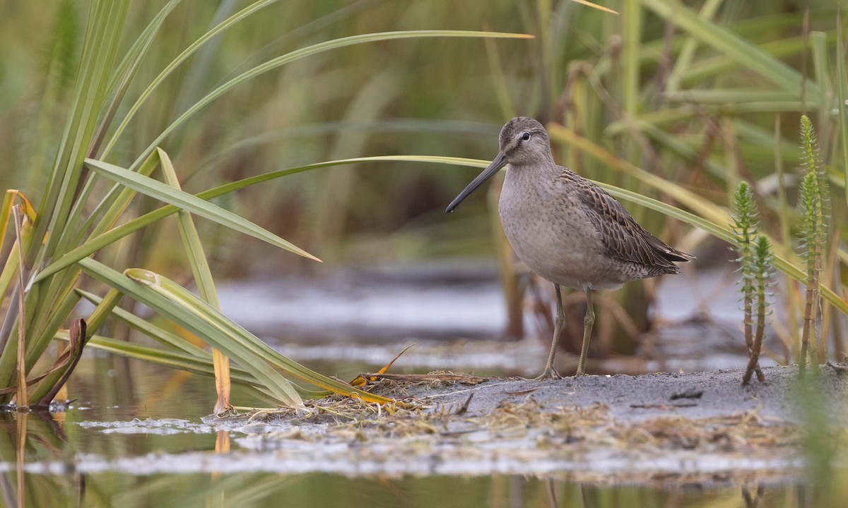 Long-billed Dowitcher - ML511361911