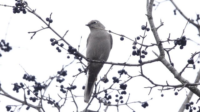 Townsend's Solitaire - ML511363351