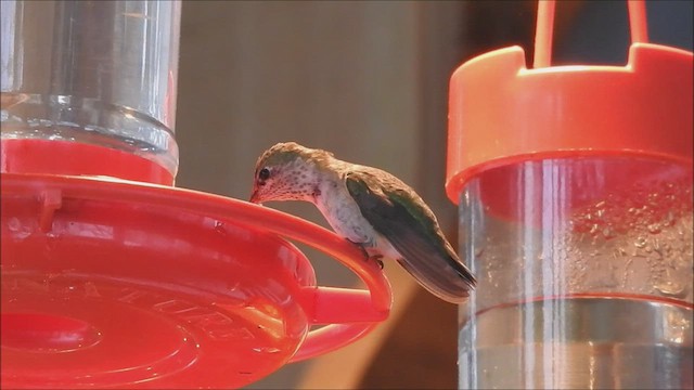 Calliope Hummingbird - ML511363391