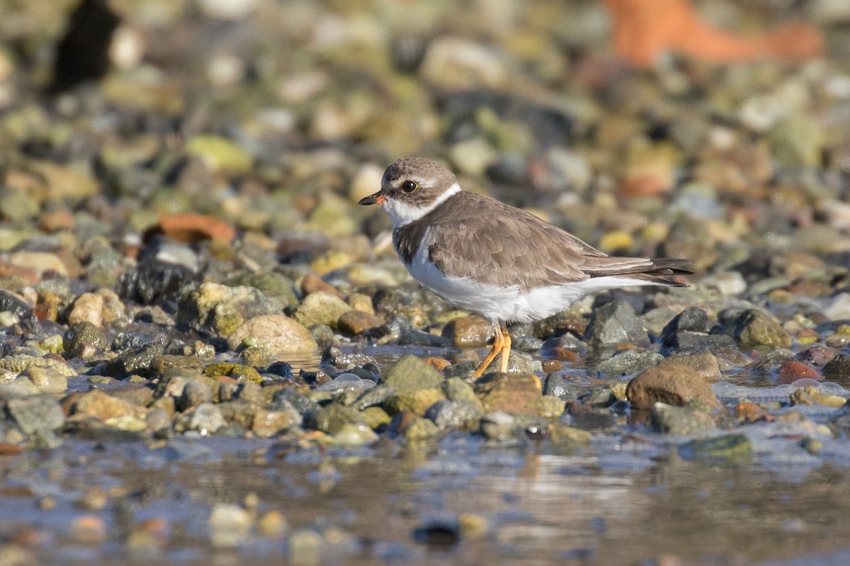 Semipalmated Plover - ML511364161