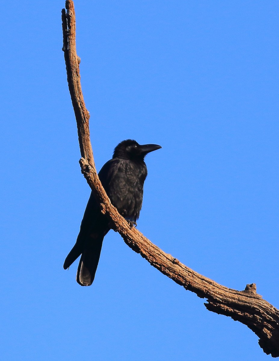 Large-billed Crow (Indian Jungle) - David Barton