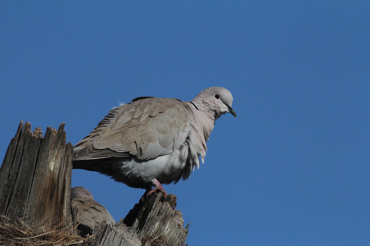 Eurasian Collared-Dove - Margaret Viens