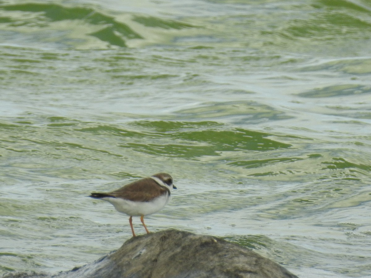 Semipalmated Plover - ML51137031