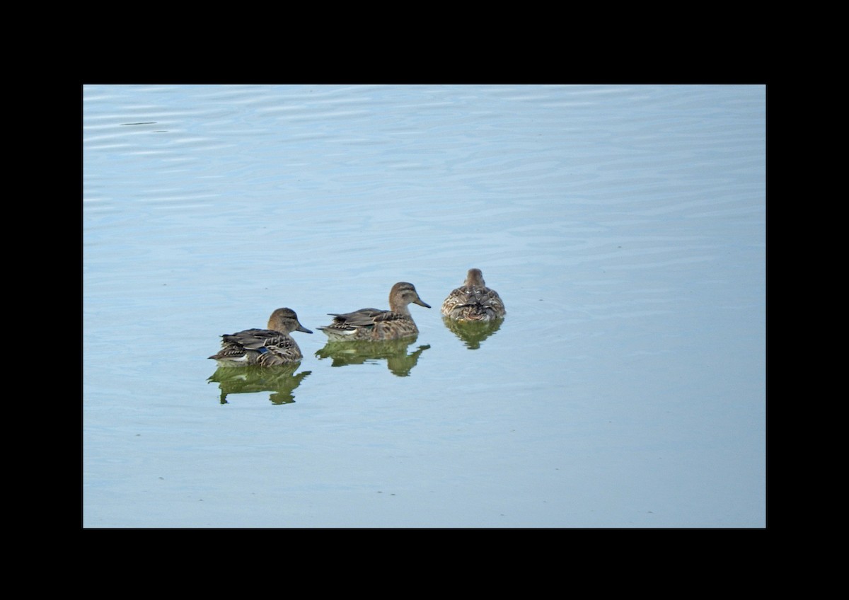 Green-winged Teal - ML511370441