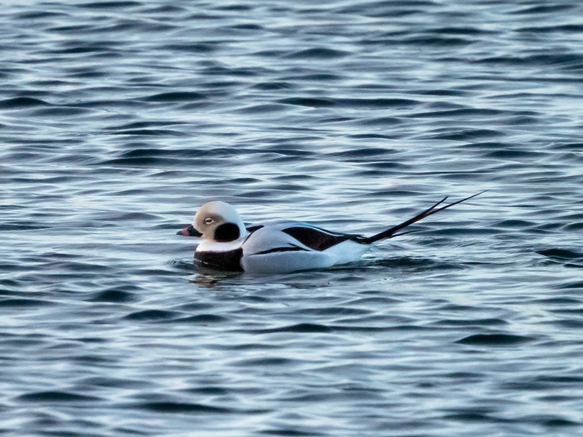 Long-tailed Duck - ML511370741