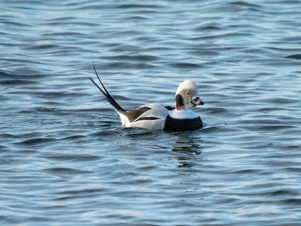 Long-tailed Duck - ML511370751